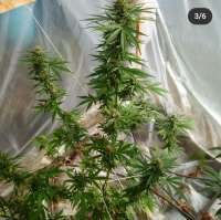 Spliff Seeds CBD Medi Kush - photo réalisée par bigsexygrows