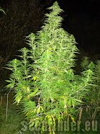 Spliff Seeds Dutch Blue Automatic