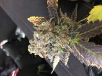 Imagen de MisterMax97 (Gold Bar Kush)