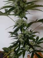 Spliff Seeds Master Kush - photo réalisée par campimist