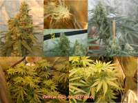 Imagen de SmokingBarney (Medical Kush)