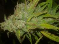 Imagen de Chaoticgrafix [Medical Kush Automatic]