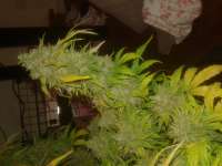 Imagen de Chaoticgrafix [Medical Kush Automatic]