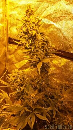 Spliff Seeds Mega Power Plant