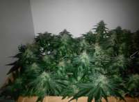 Imagen de Shishkinn (Moon Walker Kush)