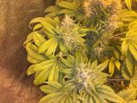 Strain Hunters Seed Bank Flowerbomb Kush - photo réalisée par delahouse1