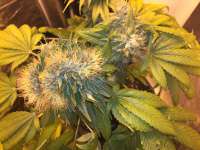 Imagen de delahouse1 (Flowerbomb Kush)