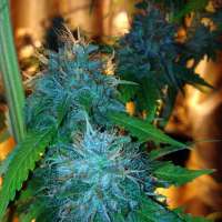 Strain Hunters Seed Bank Flowerbomb Kush - photo réalisée par tyshoes