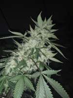 Imagen de BuddyJunior420 (White Lemon)