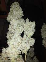 Imagen de BuddyJunior420 (White Lemon)