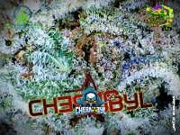 SubCool’s The Dank Chernobyl - photo réalisée par Justin108