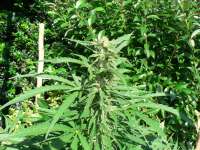 Imagen de sensamella (Conspiracy Kush)