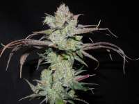 Imagen de Cultivator420 (Dairy Queen)