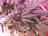 Swamp Donkey Seeds Purple Frost Monster - photo réalisée par budmaster