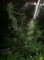 Imagen de WebsterJr (Black Cream Auto)