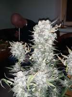 Imagen de Indicaking (Cream Mandarine XL Auto)