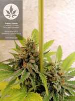 Sweet Seeds Crystal Candy F1 Fast Version - photo réalisée par pineappleltd