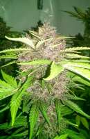 Imagen de hanedizzle (Dark Devil Auto)