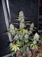 Imagen de hank123 [Fast Bud Auto]