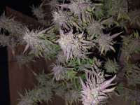 Imagen de 19RAF89 (Red Poison Auto)