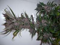 Imagen de merlin (Red Poison Auto)