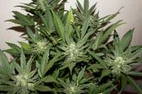 Imagen de kerbiili (Sweet Skunk Auto)