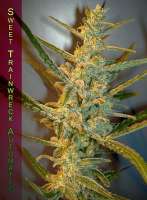 Imagen de StrainTrain (Sweet Trainwreck Auto)