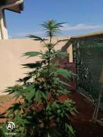 Imagen de Smokattitudeog (Auto Bubblegum)