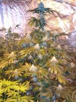 Imagen de barnsy73 (Burmese Kush)