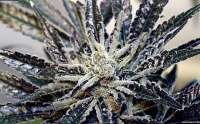 Imagen de admin (Cold Creek Kush)