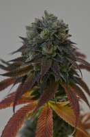 TH Seeds DarkStar - photo réalisée par Deadhead89