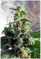 TH Seeds Heavy Duty Fruity - photo réalisée par DrDoom