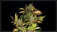 Imagen de Scrog (Sage n Sour)