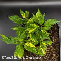 TerpyZ X KalySeeds V9 Tiger (Violetta SWAG variegata) - photo réalisée par TerpyZ