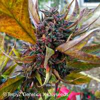 Imagen de TerpyZ (V9 Tiger Violetta SWAG variegata )