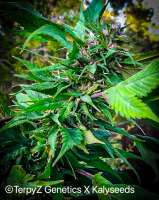 Imagen de TerpyZ (Vino Tinto Dark Blue Sativa )