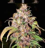 Imagen de TheBakeryGenetics (BakedGoodz)