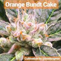 The Bakery Genetics Orange Bundt Cake - photo réalisée par Thebakerygenetics