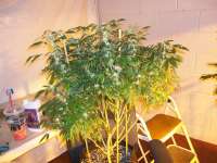 Imagen de greyfox (Corleone Kush)