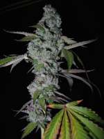 Imagen de pihkal (Girl Scout Cookies)