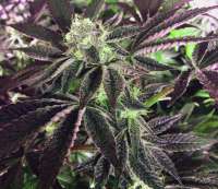 Imagen de damoholic (Girl Scout Cookies)