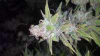 Imagen de alexQC (Grape Kush)