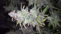 Imagen de alexQC [Grape Kush]