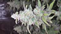 Imagen de alexQC (Grape Kush)