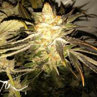 The Cali Connection Purple Diesel - photo réalisée par firetrich