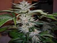 Imagen de ibtheman (Sour OG)