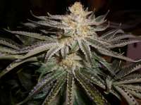 Imagen de ibtheman (Sour OG)