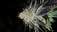 Imagen de Mountainminer (Tahoe OG Kush)