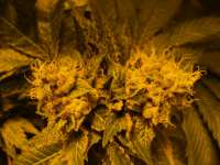 Imagen de loveweed27 (Rollex OG Kush)