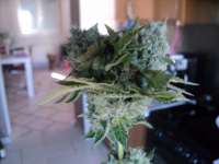 Imagen de loveweed27 (Rollex OG Kush)